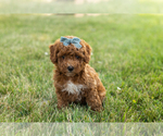 Small #1 Goldendoodle-Poodle (Miniature) Mix