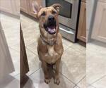 Small #2 Rhodesian Ridgeback Mix