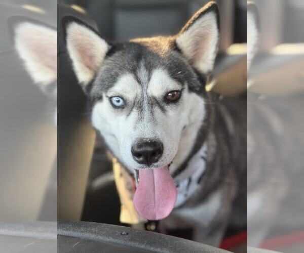 Medium Photo #3 Siberian Husky Puppy For Sale in Severn, MD, USA
