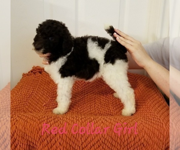 Medium Photo #5 Poodle (Standard) Puppy For Sale in GREENVILLE, TX, USA