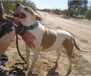 MILLIE - Female American Pit Bull Terrier-Labrador Retriever Mix Dog for Adoption - Photo #9