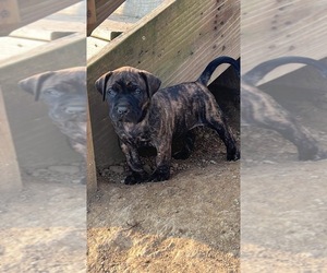American Pit Bull Terrier-Presa Canario Mix Puppy for sale in NASHPORT, OH, USA