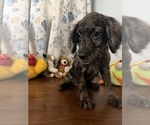 Litter of 4 - Male(s) and Female(s) Cockapoo (Miniature)Litter of Puppies for Sale - Photo #34