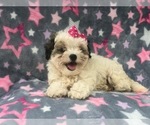 Small #1 Maltipoo