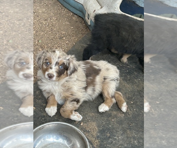 Medium Photo #21 Australian Shepherd Puppy For Sale in BAILEY, CO, USA