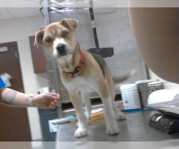 Medium Photo #1 Siberian Husky-Unknown Mix Puppy For Sale in Fayetteville, NC, USA