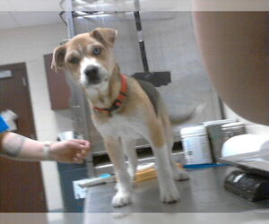 Siberian Husky-Unknown Mix Dogs for adoption in Fayetteville, NC, USA