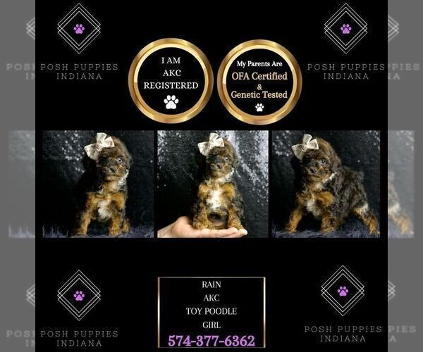 Medium Photo #22 Poodle (Toy) Puppy For Sale in WARSAW, IN, USA