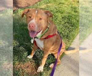 Herbie - Male Labrador Retriever-Unknown Mix Dog for Adoption - Photo #2