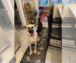 Small #1 Mutt