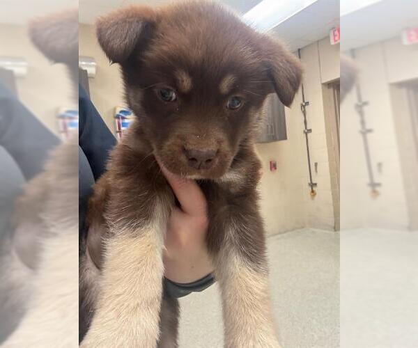 Medium Photo #1 Anatolian Shepherd-Unknown Mix Puppy For Sale in Conroe, TX, USA