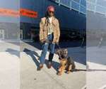 Small Photo #141 German Shepherd Dog Puppy For Sale in LA FAYETTE, NY, USA