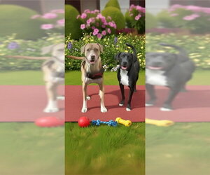 Angel & Buddy - Female Labrador Retriever Dog for Adoption