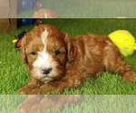 Small Photo #2 Cavapoo Puppy For Sale in HALF WAY, MO, USA