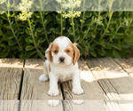 Puppy Brooks Cocker Spaniel