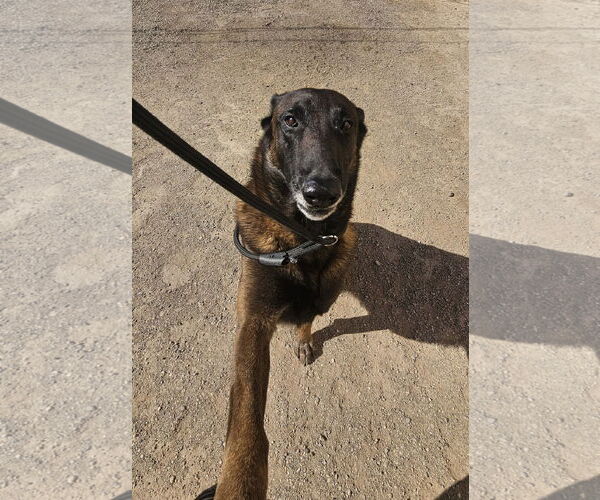 Medium Photo #2 Mutt Puppy For Sale in El Centro, CA, USA