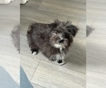 Small #3 Morkie