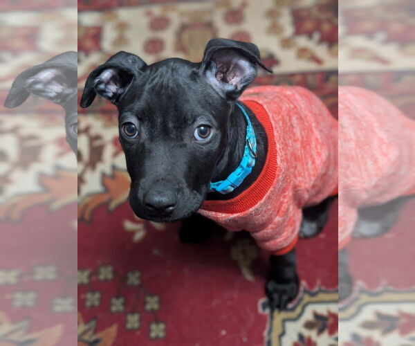 Medium Photo #5 American Staffordshire Terrier Puppy For Sale in MIDWAY, UT, USA