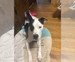 Small Photo #17 Bullypit Puppy For Sale in Oakhurst, NJ, USA