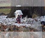 Small Photo #61 Old English Sheepdog Puppy For Sale in MARIONVILLE, MO, USA