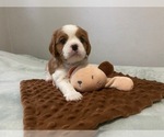 Small Photo #10 Cavalier King Charles Spaniel Puppy For Sale in MIAMI, FL, USA
