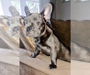 French Bulldog Puppy for sale in DELTONA, FL, USA