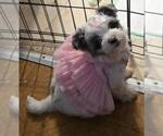 Small #4 YorkiePoo
