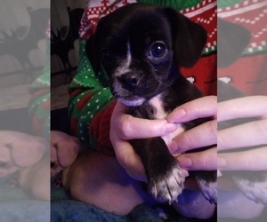 Chihuahua-Puggle Mix Litter for sale in SOUTH MILWAUKEE, WI, USA