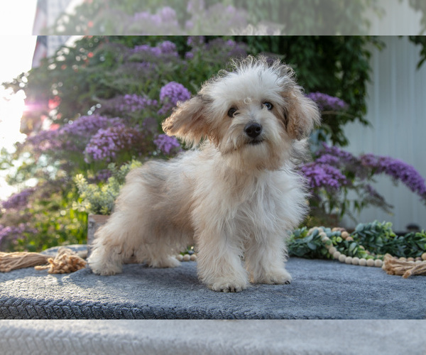 Medium Photo #2 Poovanese Puppy For Sale in CAPAC, MI, USA