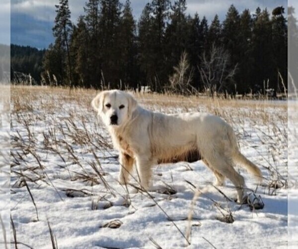 Medium Photo #1 English Cream Golden Retriever Puppy For Sale in EVERETT, WA, USA