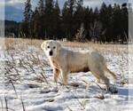 Small Photo #1 English Cream Golden Retriever Puppy For Sale in EVERETT, WA, USA
