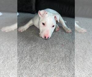Bull Terrier Puppy for sale in BAY POINT, CA, USA