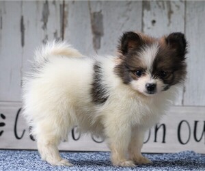 Pomeranian Puppy for sale in FREDERICKSBG, OH, USA