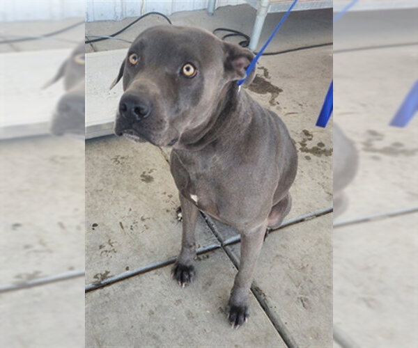 Medium Photo #1 Staffordshire Bull Terrier Puppy For Sale in Bakersfield, CA, USA