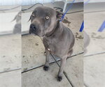 *SAPPHIRE - Female Staffordshire Bull Terrier Dog for Adoption - Small photo