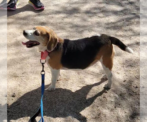 Medium Photo #4 Beagle Puppy For Sale in Las Vegas, NV, USA