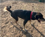 Small #2 Labrador Retriever Mix