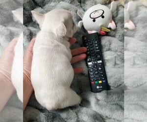 French Bulldog Puppy for sale in BOSTON, KY, USA