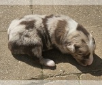 Small Photo #3 Australian Shepherd Puppy For Sale in NELSON, VA, USA