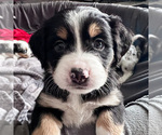 Puppy Tater Tot Australian Shepherd-Bernedoodle Mix