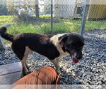 Small #1 Border Collie-Chihuahua Mix