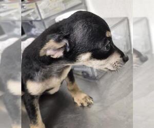 Chihuahua Dogs for adoption in Bakersfield, CA, USA