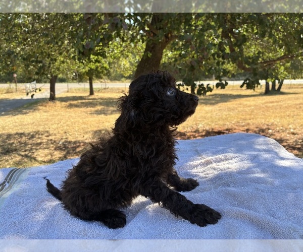 Medium Photo #3 Aussiedoodle Miniature  Puppy For Sale in OKLAHOMA CITY, OK, USA