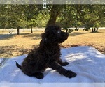 Small Photo #3 Aussiedoodle Miniature  Puppy For Sale in OKLAHOMA CITY, OK, USA