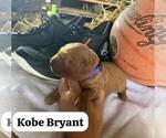 Small Photo #7 Golden Retriever Puppy For Sale in LIME SPRINGS, IA, USA