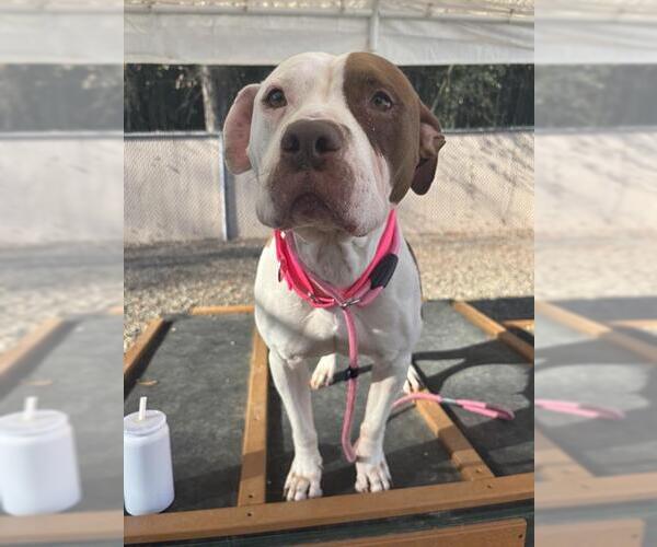 Medium Photo #1 American Staffordshire Terrier-Unknown Mix Puppy For Sale in Palmetto, FL, USA