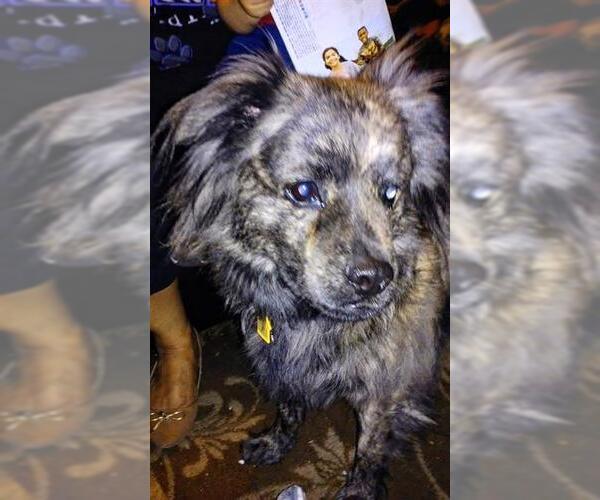 Medium Photo #1 Mutt Puppy For Sale in San Antonio, TX, USA