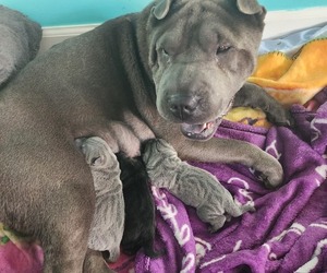 Mother of the Chinese Shar-Pei puppies born on 10/24/2023
