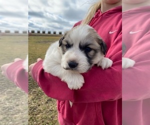 Great Pyrenees Puppy for sale in HUBBARD, IA, USA