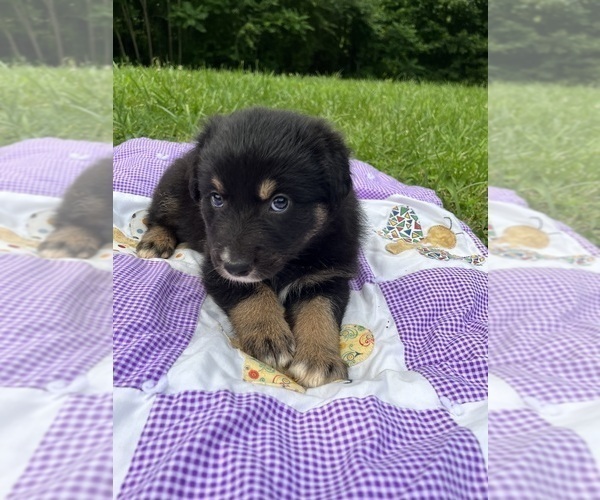Medium Photo #2 Australian Shepherd Puppy For Sale in MEHERRIN, VA, USA